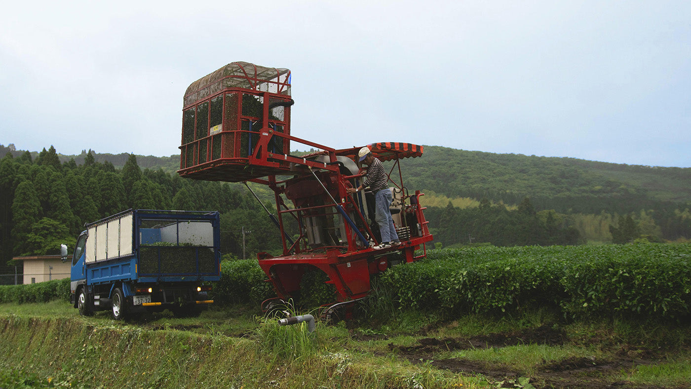 How matcha is made in Japan